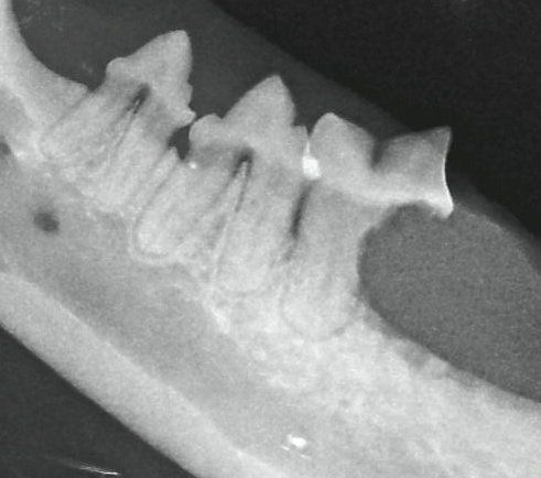 Radiograph of lesion