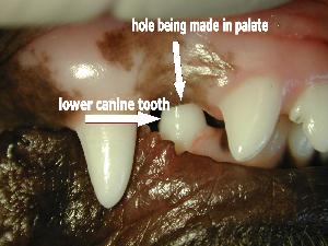 Picture of lower canine puncturing mouth
