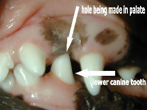 Picture of lower canine puncturing mouth