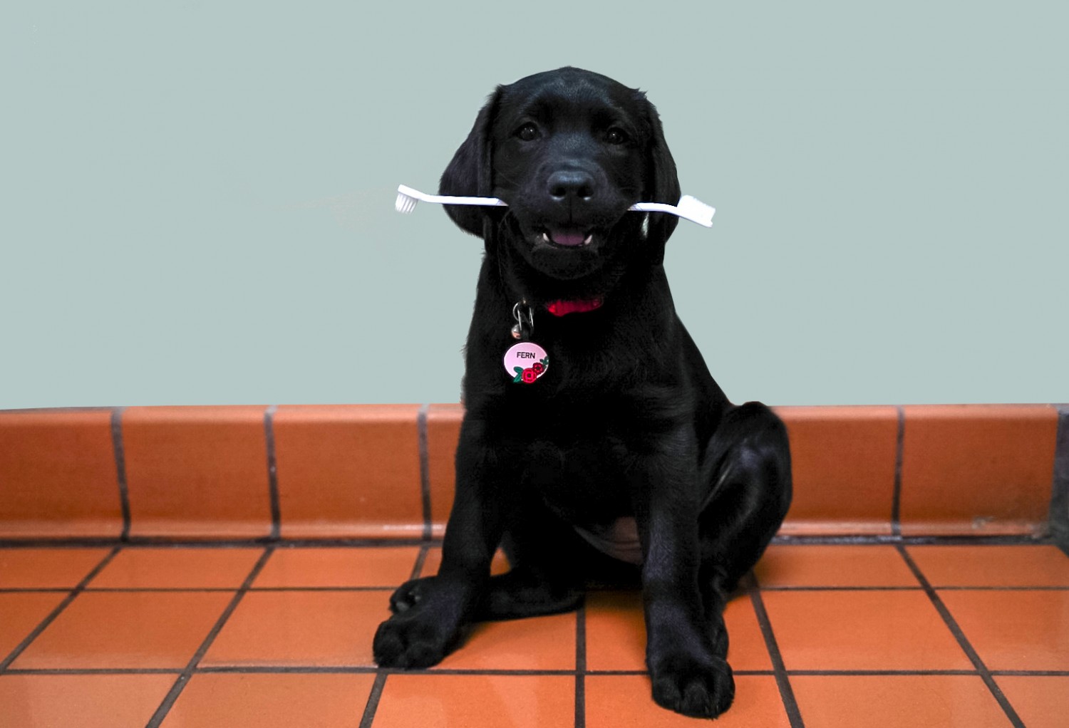 Dog with toothbrush