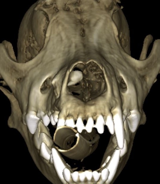 unerupted tooth