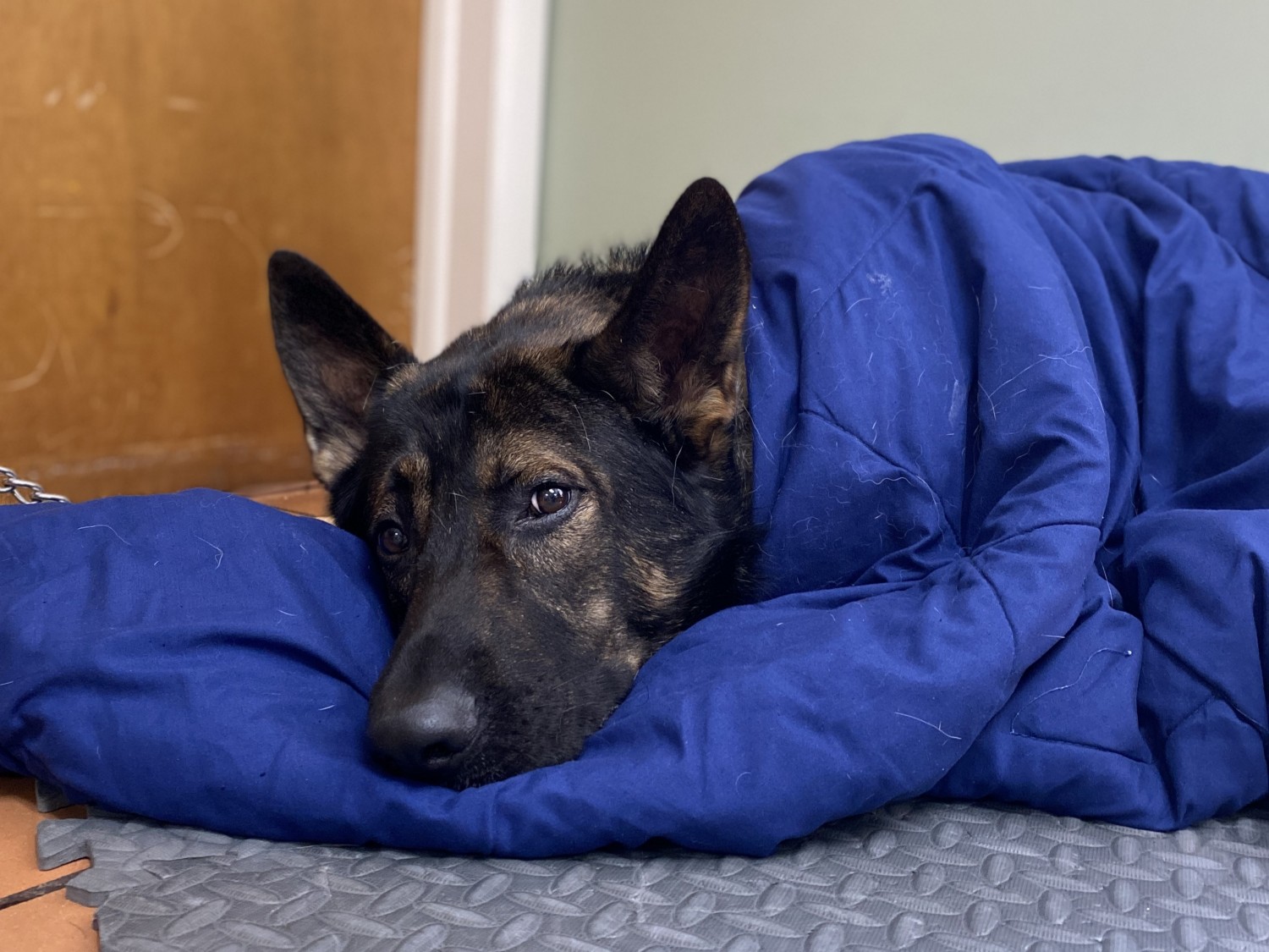 dog in blanket 