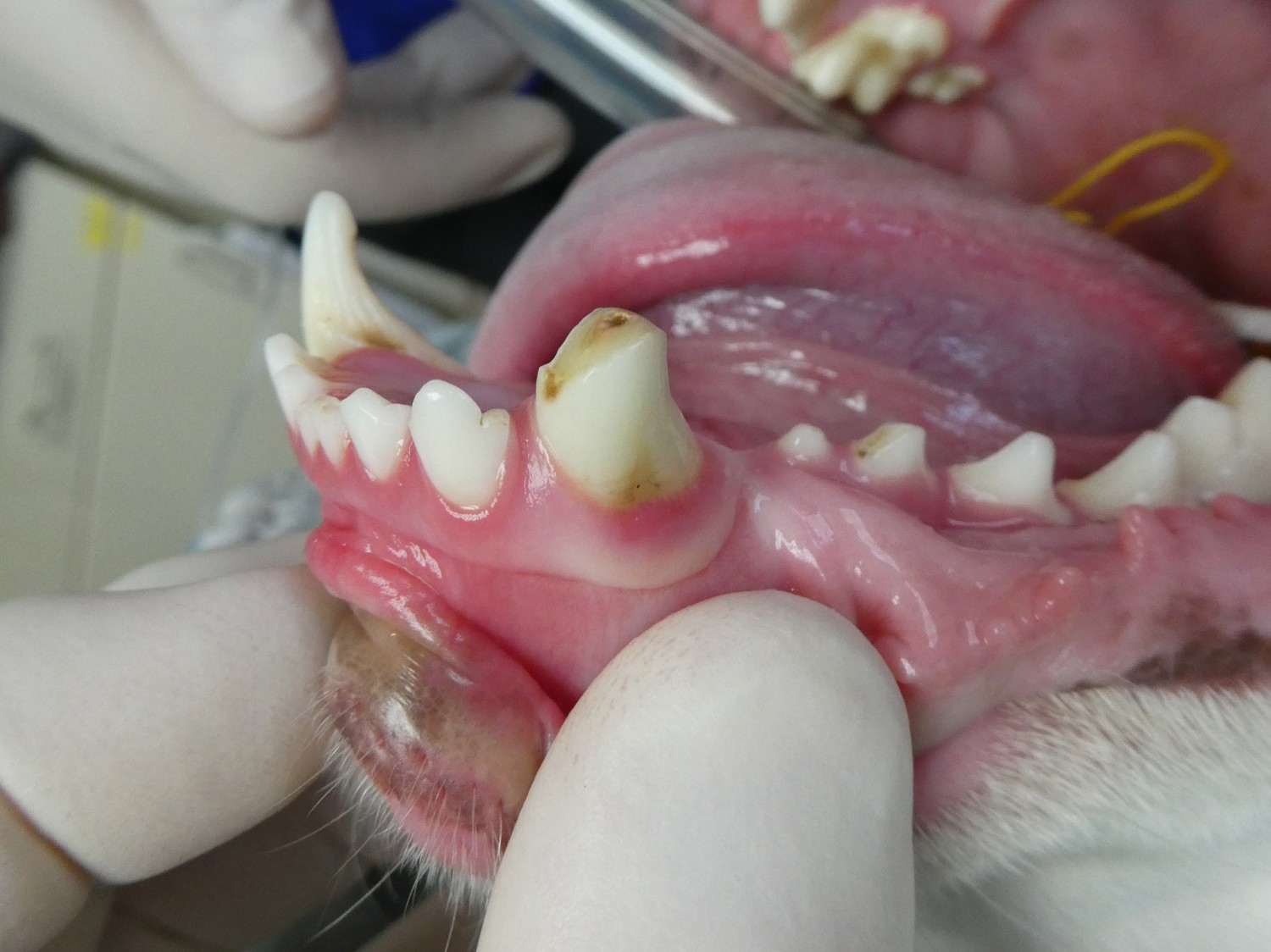 Fractured canine tooth