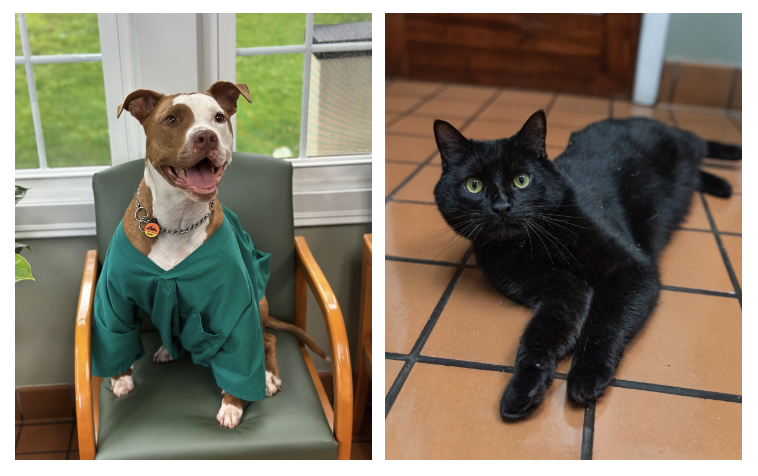 Dog in a smock and black cat on tiled floor